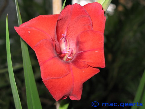 Gladiolus_Sweet Shadow